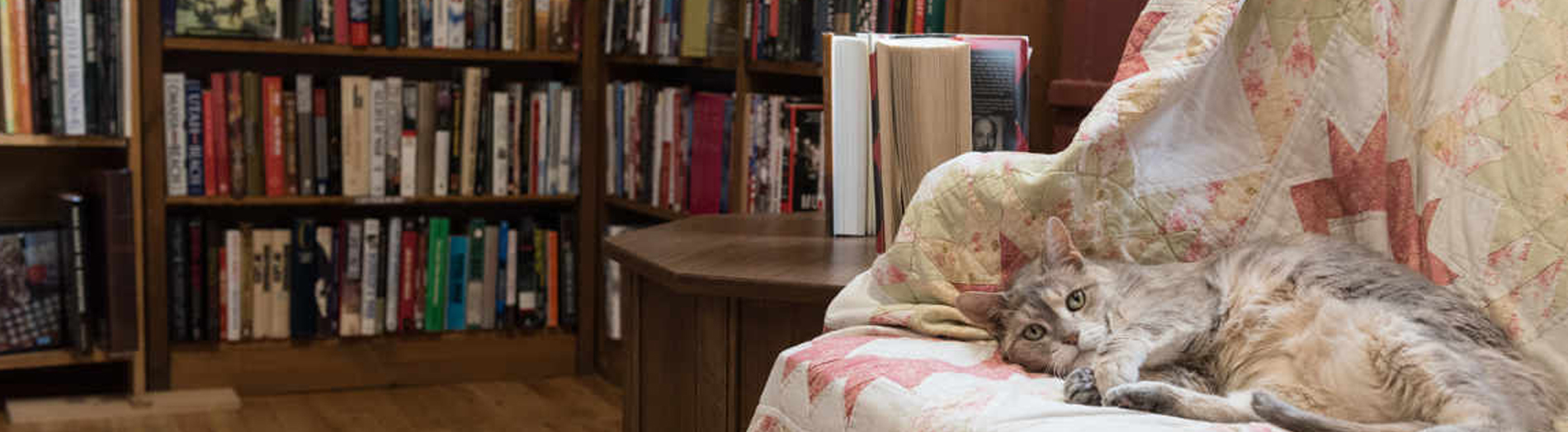 A cat laying on a couch in a book shoppe